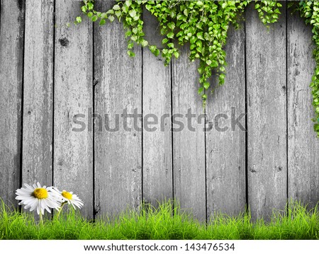 Fresh spring green grass with white flower camomile and leaf plant over wood fence background