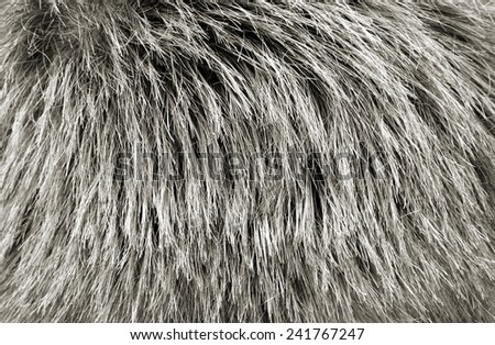 Human Hair texture background