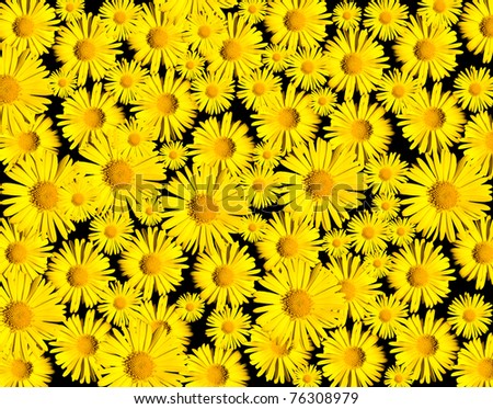 Yellow flower collection