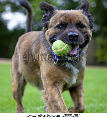 Hairy Staffordshire Bull Terrier running with a ball in it\'s mouth