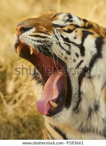 Close up of a tiger\'s face with mouth open