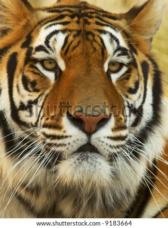 A Tiger Face
