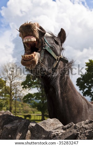 A horse showing his teeth. He looks as though he is laughing