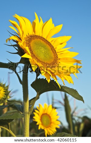 A sunflower with its head lifted towards the sun and a blue sky background