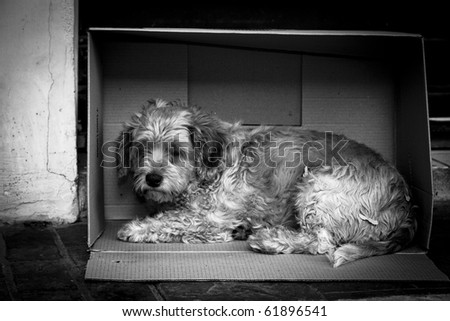 A stray dog makes his home in a cardboard box