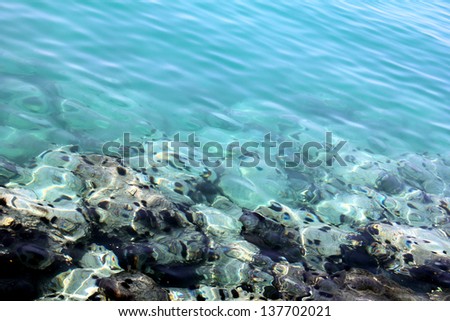 stones and sea hedgehogs under water