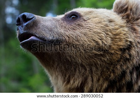 The muzzle of a brown bear on a green background