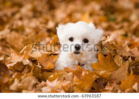 Maltese Dog Cover 399 Pixels Wide And At Least 150 Pixels Tall