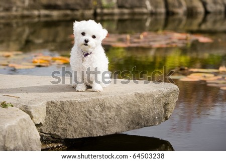 Bulldog Maltese Mix Bulldog Maltese Mix