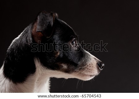 A 3 month old Rat Terrier Dog poses in the studio for a nice portrait.   Low key lighting bring out the rich colors.