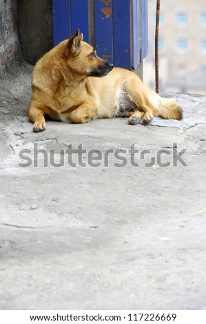 China dog (loyal partner, guardian of the family, to prevent thieves)