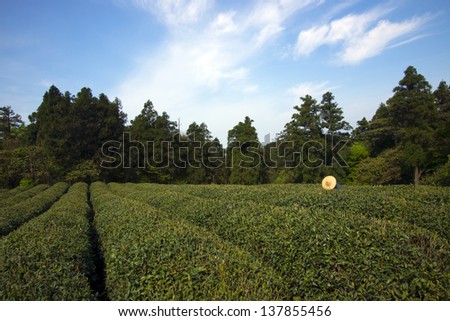 Tea farmers pick tea