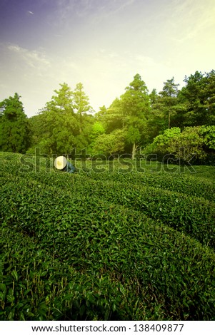 Sunrise tea farmers pick tea