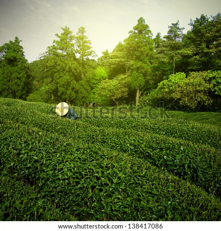 Sunrise tea farmers pick tea