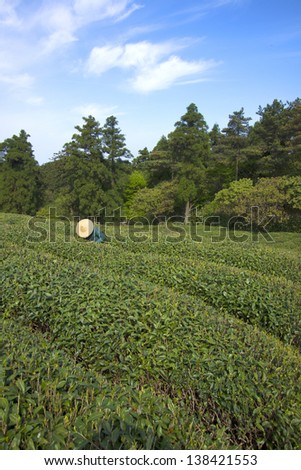 tea farmers pick tea
