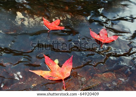 The maple leaf on water, Phu Kradueng National Park, Loei province, Northwest of Thailand