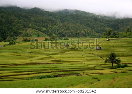 Scenery of golden rice field in late cold season at Mae Jam, Chiangmai, Northern of Thailand.