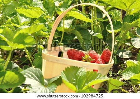 strawberries harvested from the strawberry plants