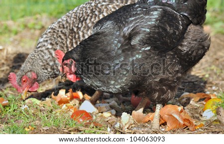 chickens pecking in organic waste