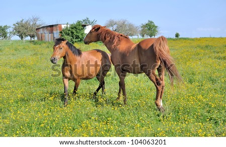 horses frolicking in a flowery meadow