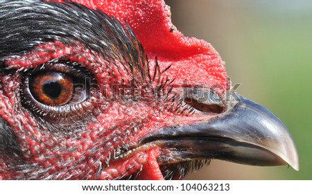 plane very close to the eye and beak of a chicken