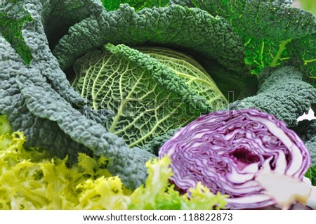 seasonal vegetables green cabbage, red cabbage and salad
