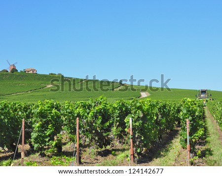 tractor in a vineyard for pruning