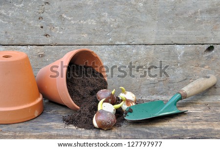 germination of tulip bulbs in a pot of potting soil  overturned with a dibble