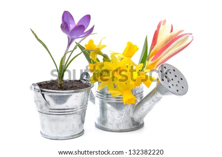 spring flowers in a watering pot and metal