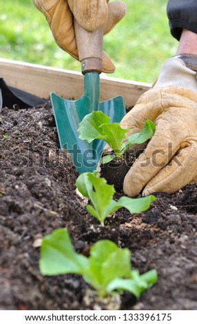 close on the hands of a man planting seedlings salad in a vegetable garden