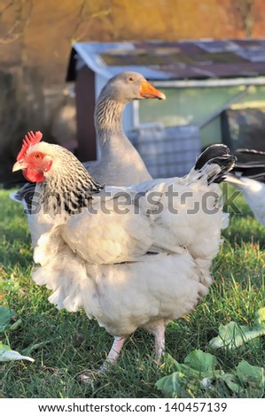 white hen and goose in a farmyard