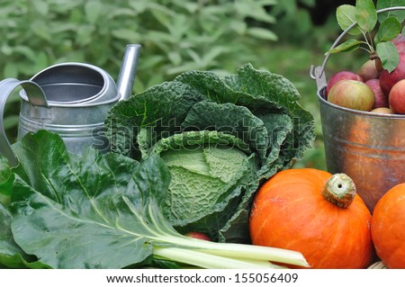 seasonal vegetables and apples from vegetable garden