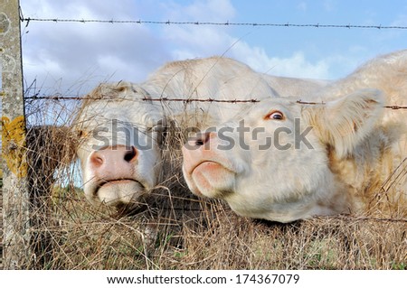 Two cows passing their heads through a barbed-wire fence.