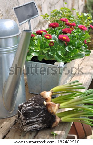flower bulbs and  daisies with tools and garden accessories