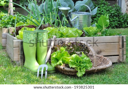 lettuce in a basket placed near a vegetable patch