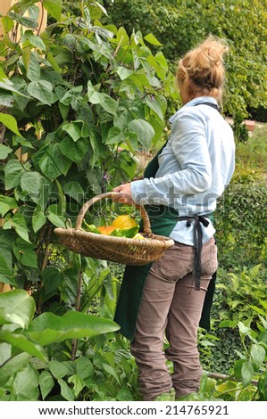 woman in her garden harvesting vegetables  in a basket