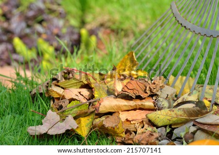 pick up dead leaves with rake