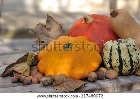 different varieties of pumpkins on wood background
