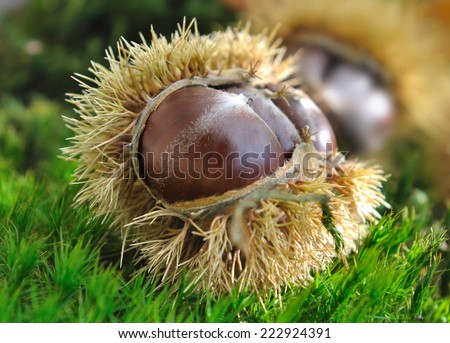 close on chestnuts in husk on the soil of a forest