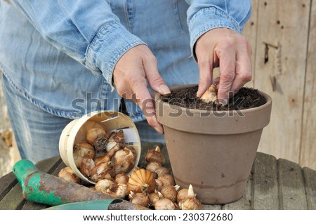 plantation by a woman narcissus bulbs in a pot