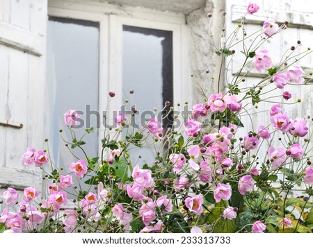 pretty  Japanese anemones in the window of a house