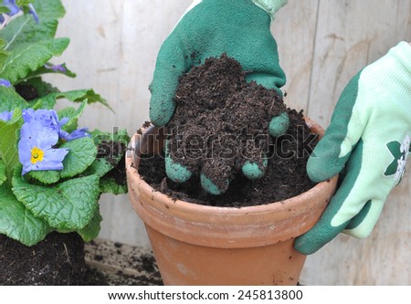 gloved hand holding loam over a flower pot