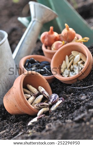 seeds in little pots placed on soil to sowing in vegetable garden