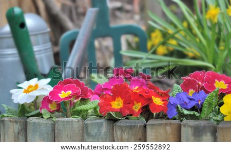 wooden border with colorful pansies  and gardening tools