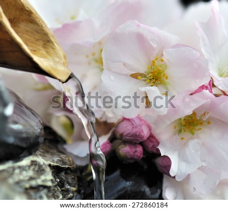 cherry blossoms behind the water from a bamboo fountain