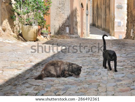 cats eating on an alley of an ancient village cobbles