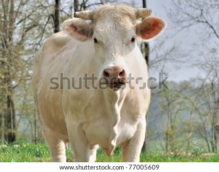 Charolais cow face