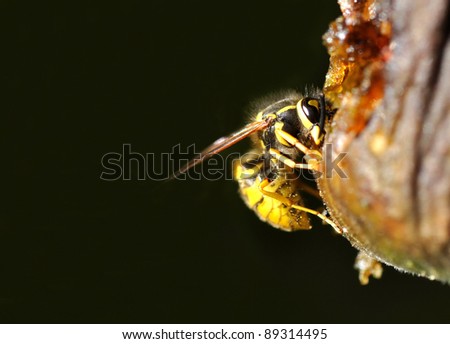 Fruit Wasp