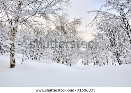path through a forest in the snow