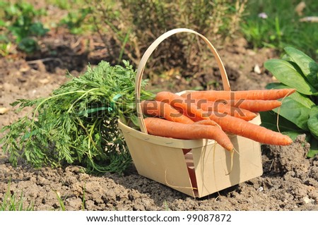 bunch of carrots  in a basket placed on the earth of  a vegetable garden